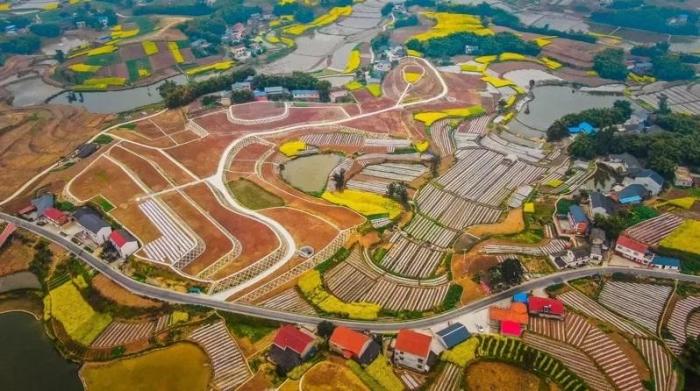 貢井區(qū)成佳鎮(zhèn)楊柳村大豆田。圖片來源：臺(tái)灣《經(jīng)濟(jì)日?qǐng)?bào)》