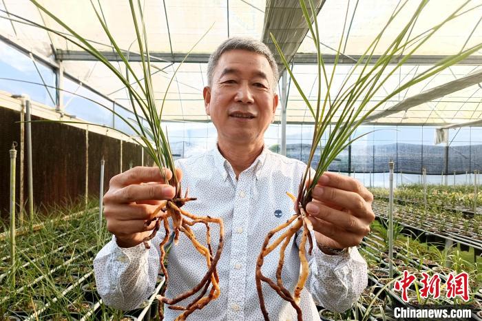 臺胞湯清喜向記者分享他在大陸種植蘭花故事?！×握涿?攝