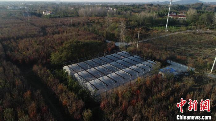 如今，基地繁育出不同規(guī)格的種苗50余萬株?！∧暇┲猩街参飯@供圖