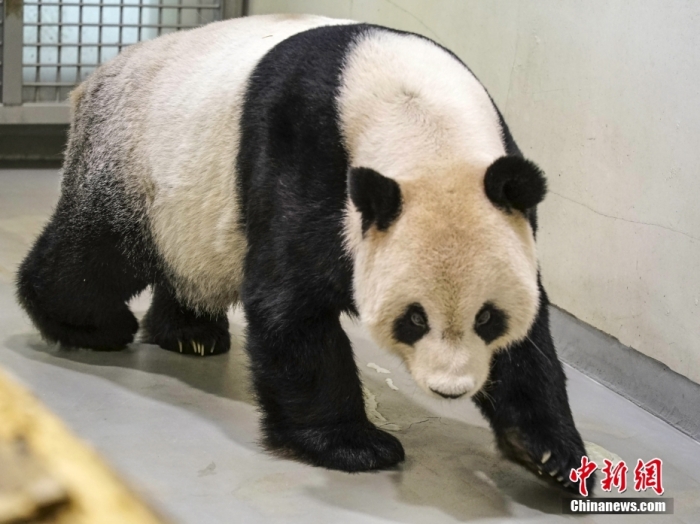2022年11月2日，大熊貓團團在臺北市立動物園內(nèi)散步。圖片來源：視覺中國