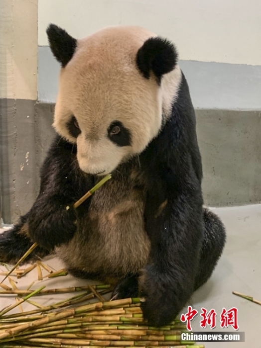 2022年11月2日，大熊貓團團在臺北市立動物園內(nèi)吃竹筍。圖片來源：視覺中國