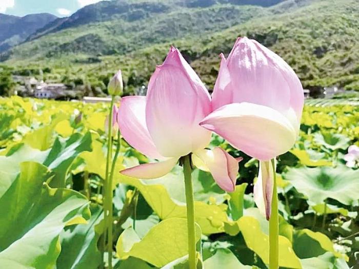 臺(tái)媒看大陸：荷花映日、竹林蔥翠——云南祿豐九渡村發(fā)展鄉(xiāng)村特色旅游