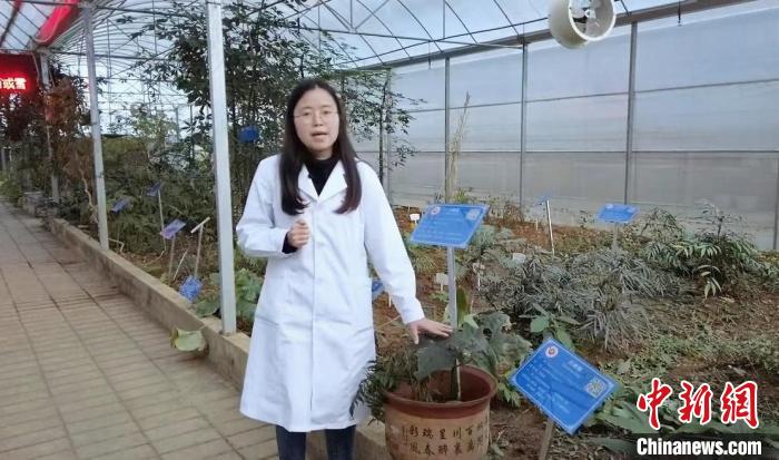 工作人員在貴州中醫(yī)藥大學(xué)的民族醫(yī)藥種植大棚進(jìn)行講解?！≈苎嗔?攝
