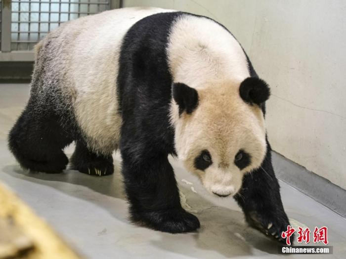 資料圖：2022年11月2日，大熊貓團團在臺北市立動物園內(nèi)散步。圖片來源：視覺中國