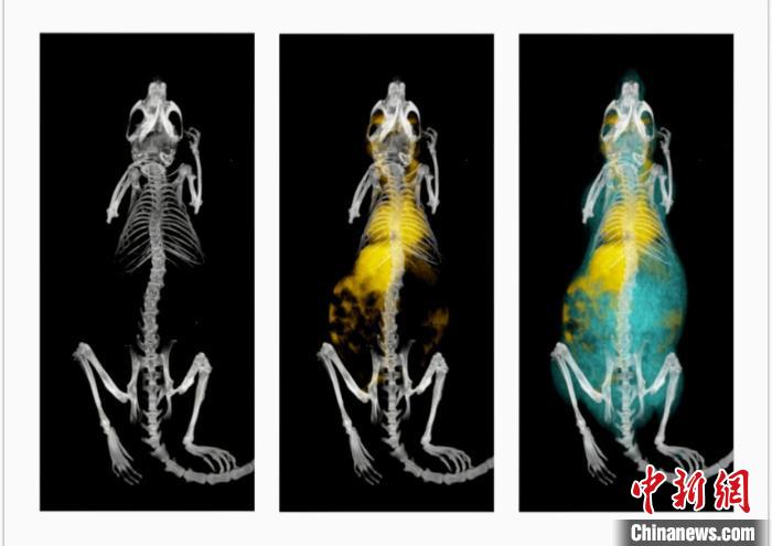 鼠釓劑造影成像?！≈锌圃焊吣芩?供圖