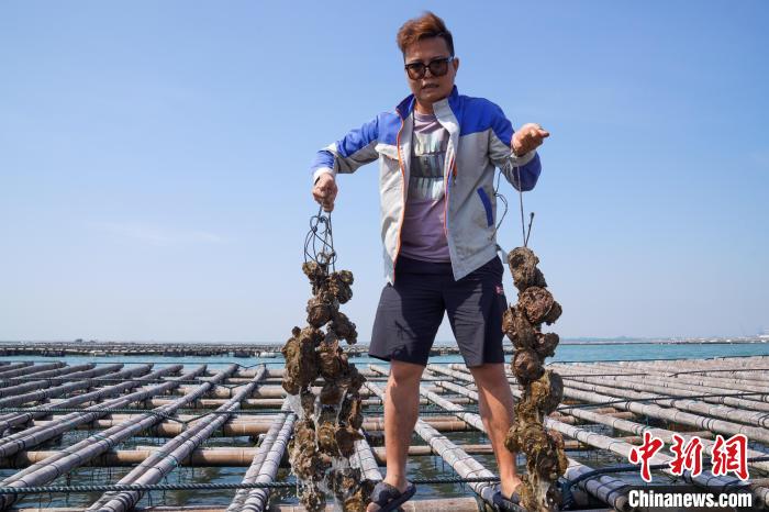 圖為養(yǎng)殖戶展示生蠔?！⊥跻哉?攝