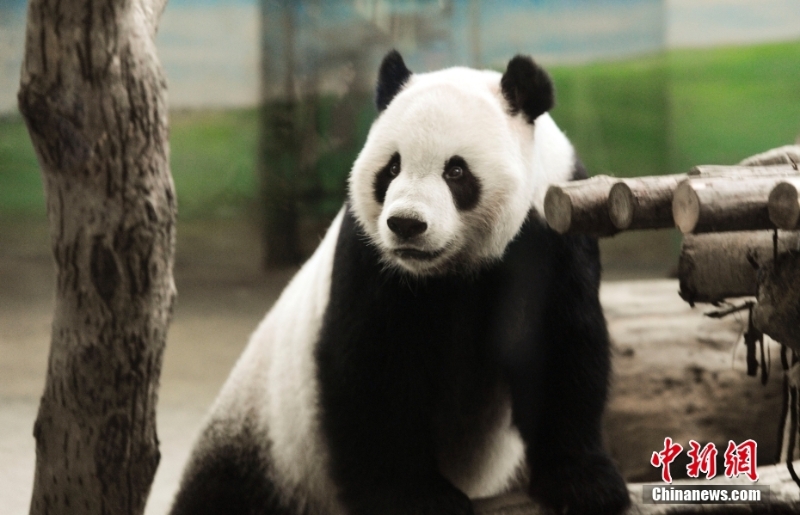 資料圖：2013年8月4日，臺北市立動物園內(nèi)熊貓館的大熊貓“團團”。當(dāng)日，大熊貓寶寶“圓仔”的滿月，臺北市立動物園熊貓館人聲鼎沸，因媽媽“圓圓”坐月子無法同大家見面，大熊貓爸爸“團團”就成了民眾參觀的目標(biāo)。<a target='_blank' href='/'>中新社</a>記者 劉震 攝