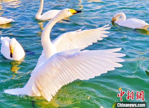 新疆庫爾勒市杜鵑河畔成群的天鵝在水中暢游，它們時而梳理羽毛，時而歡暢嬉戲?！强?攝