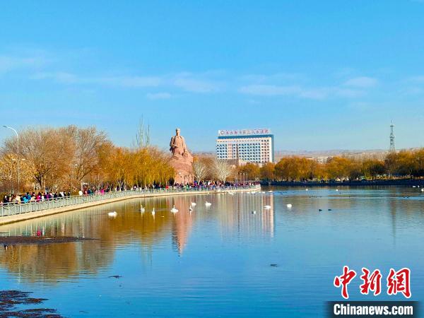 新疆庫爾勒杜鵑河上天鵝成群，吸引了不少市民駐足欣賞、拍照?！强?攝