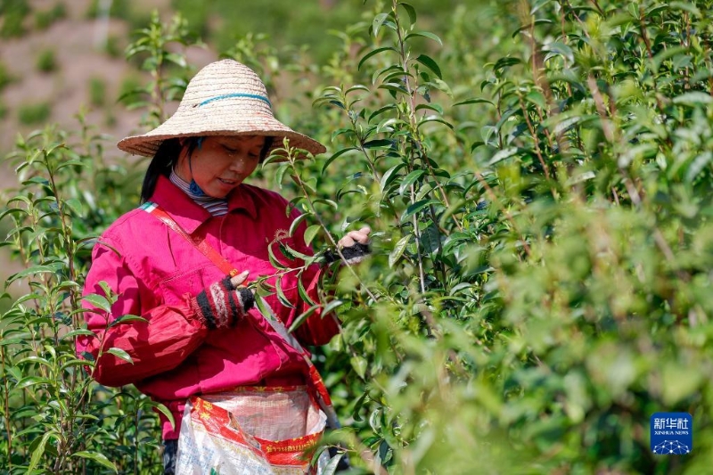 3月28日，茶農(nóng)在祁門縣一處生態(tài)茶園里采摘祁門紅茶鮮葉。（圖源：新華社）