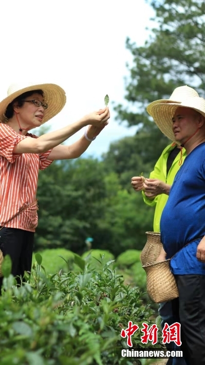 資料圖為臺灣制茶師左如玉（左）在福建泰寧縣的一個茶園里考察。 <a target='_blank' href='/'>中新社</a>發(fā) 受訪者供圖