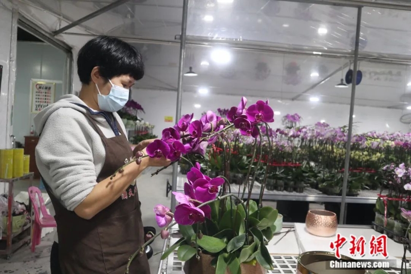圖為嶺南花卉市場一名店員正在修剪蝴蝶蘭。<a target='_blank' href='/'>中新社</a>記者 孫秋霞 攝