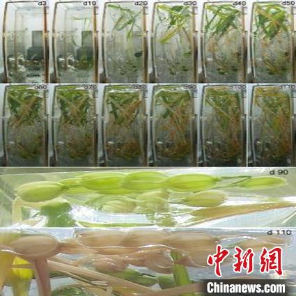 國際首次！中科院團隊在中國空間站完成實驗獲得水稻種子