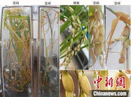 空間水稻原生稻和再生稻圖片，顯示空間稻穗與穎殼張開的表型。　中科院分子植物科學卓越創(chuàng)新中心 供圖