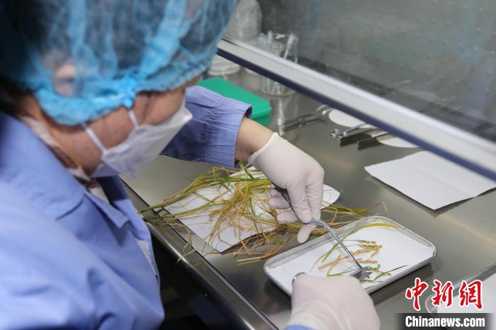 中科院分子植物卓越中心鄭慧瓊研究員對返回實驗樣品進行分解與固化?！≈锌圃嚎臻g應用中心 供圖