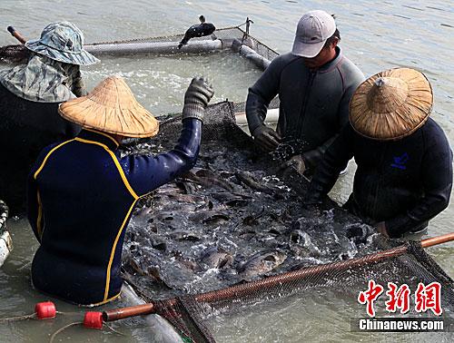 資料圖：臺(tái)灣漁民正在捕撈石斑魚(yú)。<a target='_blank' href='/'>中新社</a>記者 關(guān)向東 攝