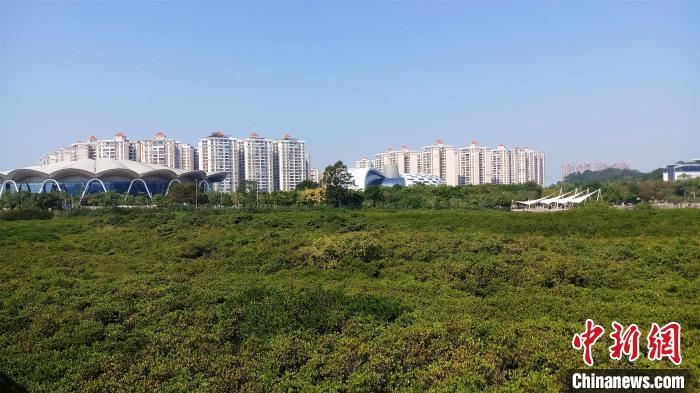 圖為防城港市北部灣海洋文化公園內(nèi)紅樹林郁郁蔥蔥。　馮抒敏 攝