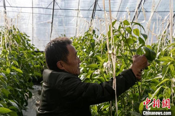 山西省襄垣縣種植農(nóng)戶“貓冬”致富“不打烊”?！⊥醭?攝