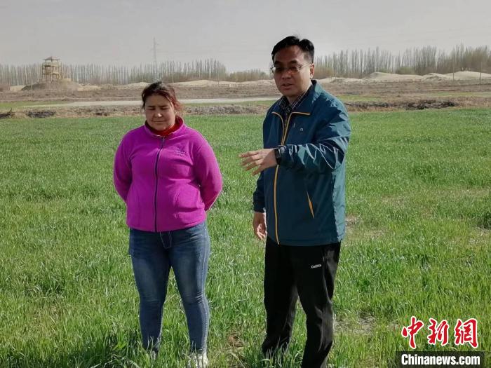 新疆喀什地區(qū)岳普湖海水稻種植基地將重度鹽堿地改造成良田，實現(xiàn)稻麥兩作，為農民帶來不菲收益。資料圖 朱景朝 攝