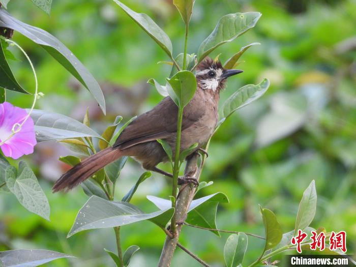 圖為鳥類白頰噪鹛?！≠F陽市委宣傳部供圖