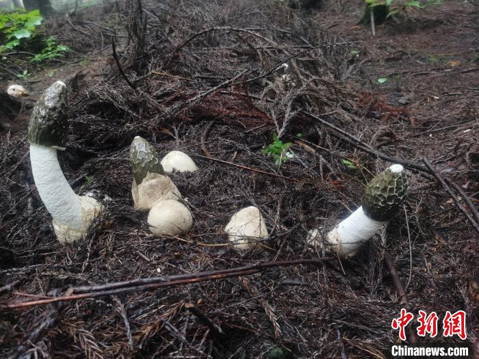 圖為真菌類冬蓀?！≠F陽市委宣傳部供圖
