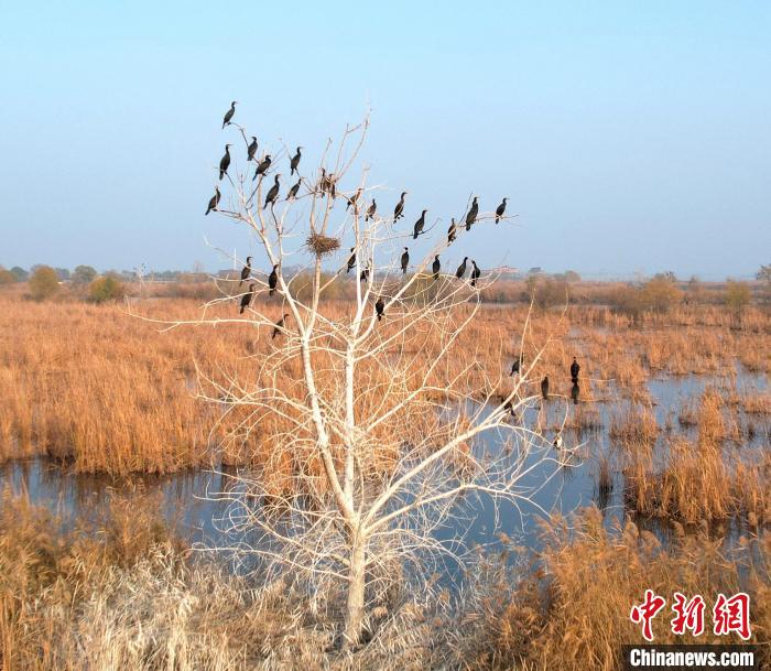 渾身黑色的鸕鶿遠(yuǎn)望很像烏鴉，所以又稱水老鴉?！⊥蹊F良 攝