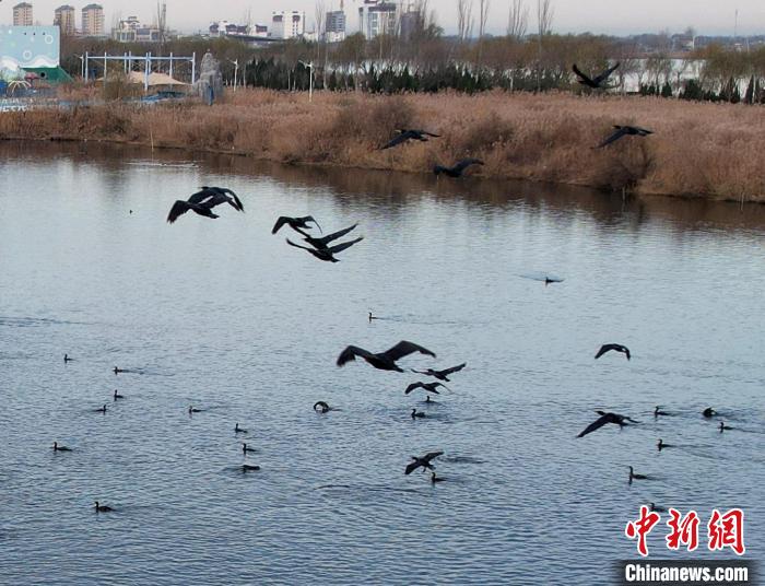 鸕鶿不但能潛水捕魚，也善于飛翔。　王鐵良 攝