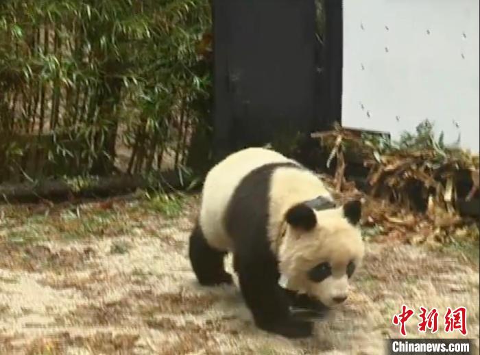 大熊貓“淘淘”放歸。　中國(guó)大熊貓保護(hù)研究中心供圖