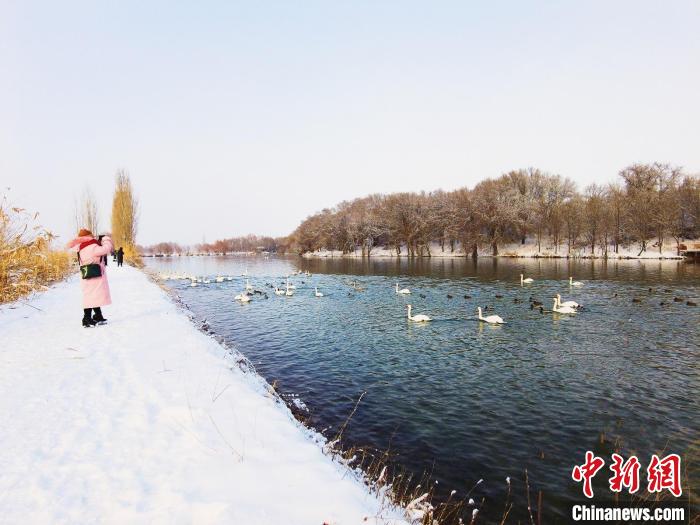 生態(tài)變好，濕地天鵝越來越多，吸引攝影愛好者和游客前來欣賞拍照?！￡愒伱?攝