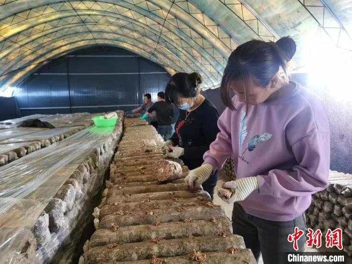 在種植大棚里許愿的農民：給好日子再添把火
