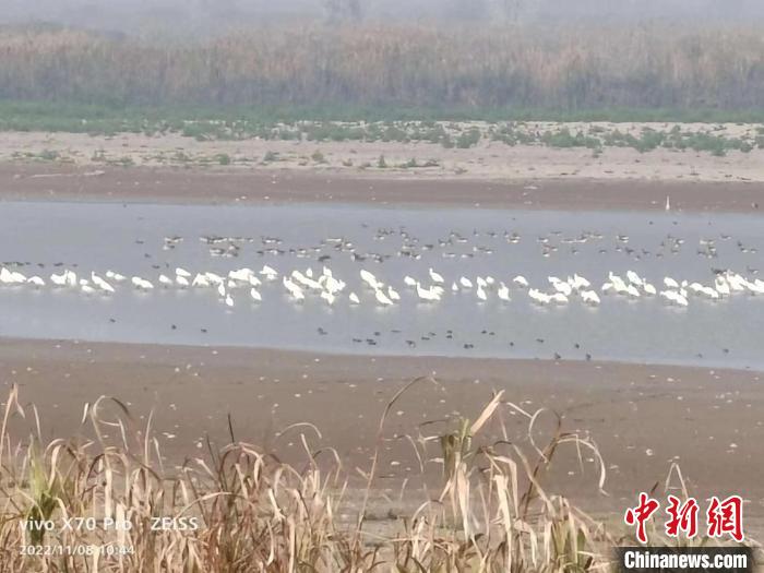 監(jiān)測技術(shù)人員在西洞庭湖觀測到的鳥類?！『鲜×謽I(yè)局供圖