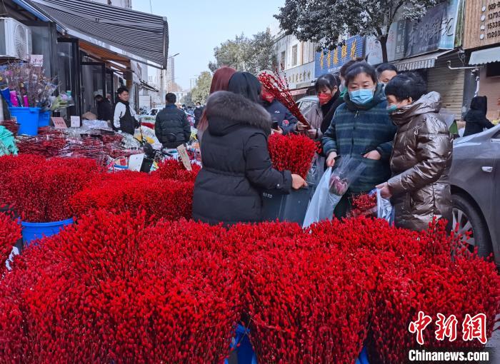 圖為春節(jié)期間的花市幾乎成為“紅色汪洋”?！钣㈢?攝