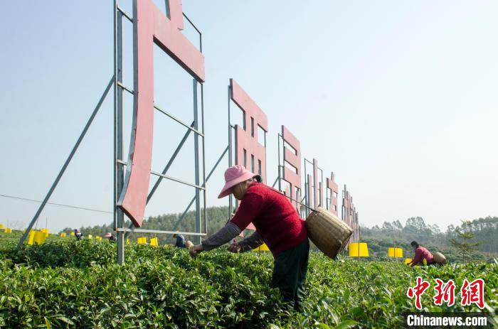 民眾在廣西靈山有機茶葉種植示范基地采茶?！〉岳顝?攝