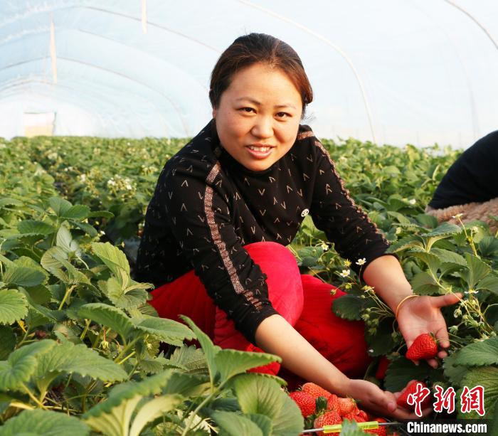 安徽省五河縣草莓大棚內(nèi)“紅顏”品種的草莓?！⒑?攝