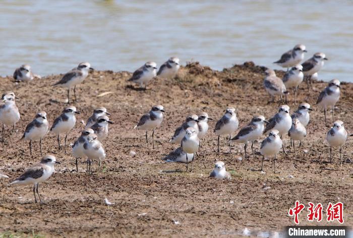 2023年海南越冬水鳥調(diào)查結果公布：黑臉琵鷺數(shù)量創(chuàng)新高