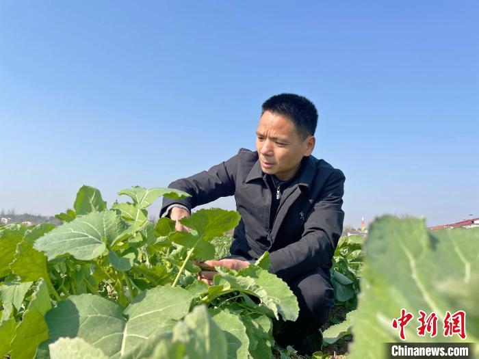 高級(jí)農(nóng)技師童中全在油菜田查看生長(zhǎng)情況。　宋梅 攝