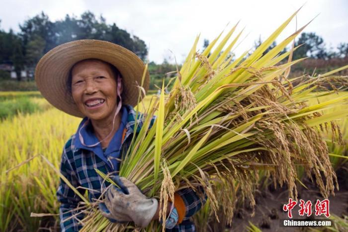 資料圖 圖為農(nóng)民喜獲豐收。劉興敏 攝