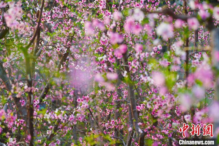 圖為盛開的桃花?！『鷩鴦P 攝