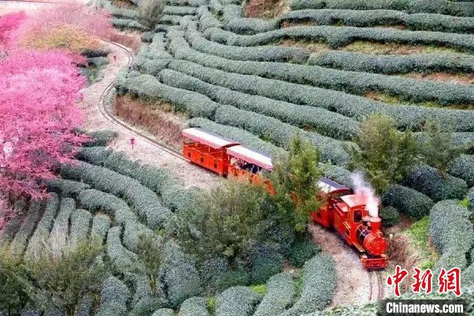 為增強(qiáng)游客體驗(yàn)，永福櫻花茶旅景區(qū)新增小火車等多種項(xiàng)目?！↓垘r市融媒體中心供圖