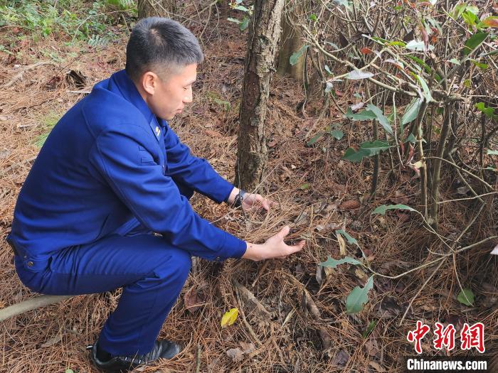 消防員對(duì)林下可燃物載量進(jìn)行勘察?！”R文鋒 攝
