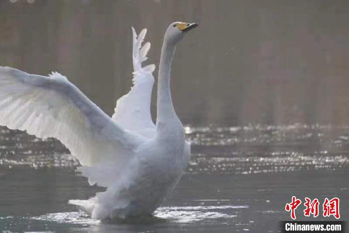 2月27日，30多只大天鵝飛臨北京市平谷區(qū)金海湖。它們在春日暖陽下的湖水中息憩?！⊥觚堒S 攝