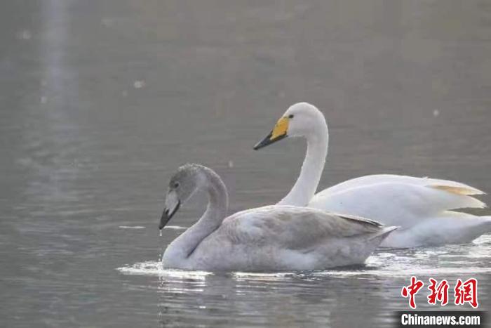 2月27日，30多只大天鵝飛臨北京市平谷區(qū)金海湖。它們在春日暖陽下的湖水中息憩?！⊥觚堒S 攝