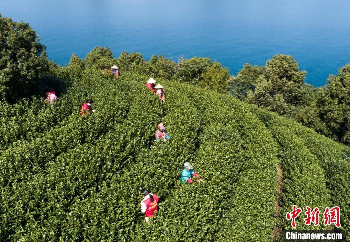 茶農(nóng)穿梭于茶樹間?！⊥踅ú?攝