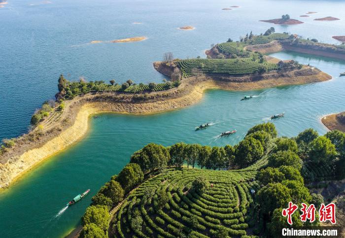 湖上茶園(航拍圖)。　王建才 攝
