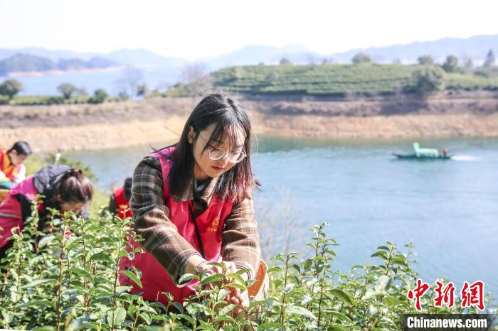 志愿者采摘千島湖茶?！⊥踅ú?攝