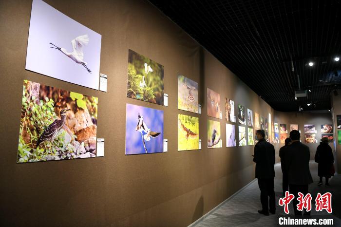 市民觀看精美的鳥類圖片展?！⊥鯑|明 攝