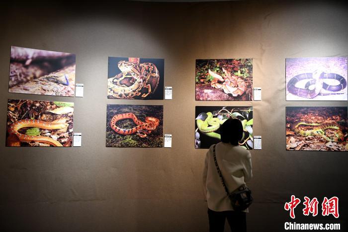 市民觀看精美的野生動物圖片展?！⊥鯑|明 攝