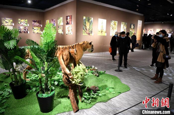 市民觀看靈動鮮活的動物標(biāo)本?！⊥鯑|明 攝