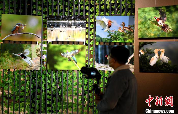 市民觀看精美的鳥類圖片展。　王東明 攝