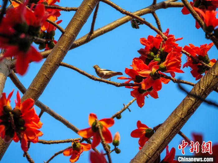 木棉花開(kāi)，吸引鳥(niǎo)兒覓食嬉戲?！×栝?攝